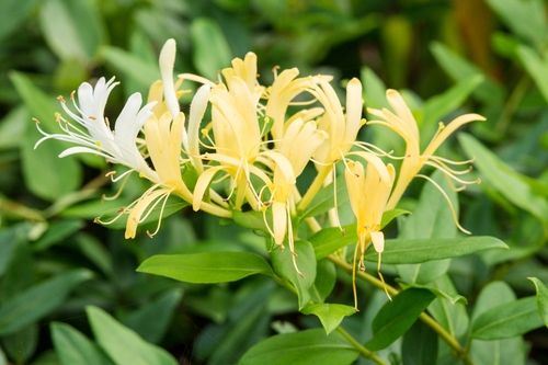 honeysuckle honeysuckle
